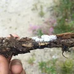 Common Coral Slime thumbnail 2