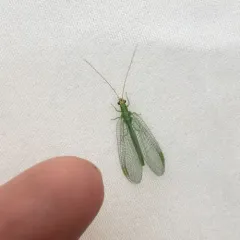 Chrysopa oculata thumbnail 3