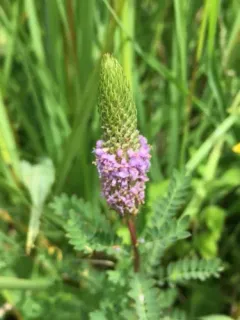 leafy prairie clover thumbnail 3