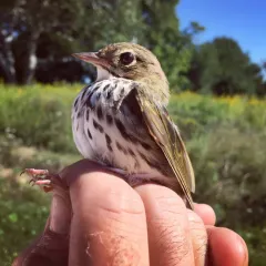 Ovenbird thumbnail 2