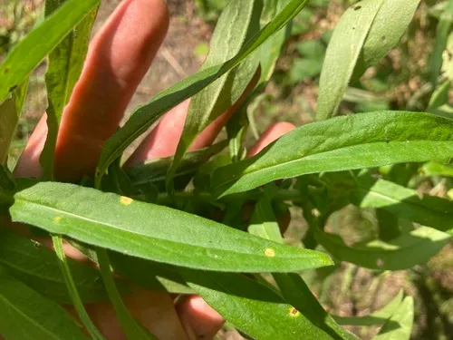 Puccinia asteris