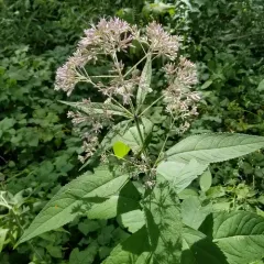 sweet Joe-Pye-weed thumbnail 1