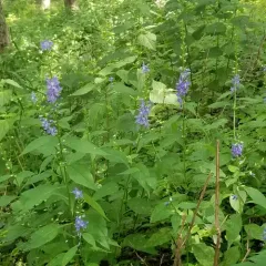 tall bellflower thumbnail 4