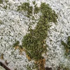 Ciliate Hoarmoss thumbnail 3