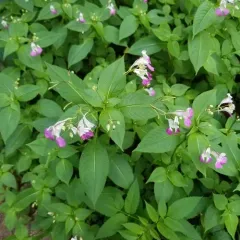 Kashmir Balsam thumbnail 2