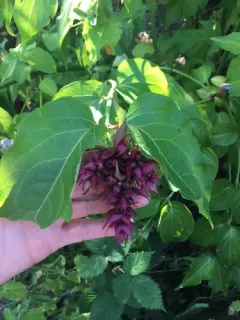 Himalayan honeysuckle thumbnail 2