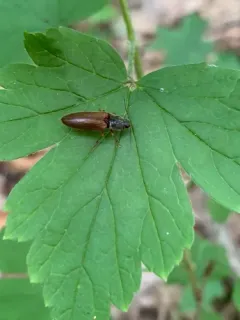 Hemicrepidius hemipodus thumbnail 3