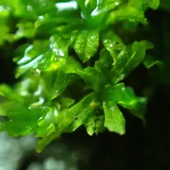 Water Screw-moss thumbnail 1
