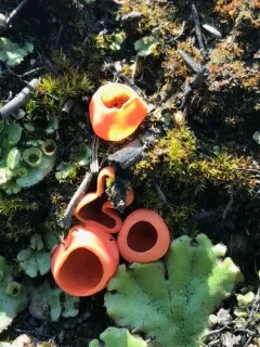 Rhodotarzetta rosea thumbnail 2