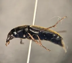 Silky Harp Ground Beetle thumbnail 3