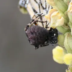 Giant Lichen Orbweaver thumbnail 2