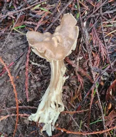Fluted Brown Elfin Saddle thumbnail 3