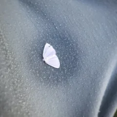 White Spring Moth thumbnail 2