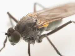 Hydrophorus breviseta thumbnail 2