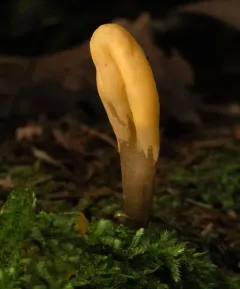 Microglossum fumosum thumbnail 4