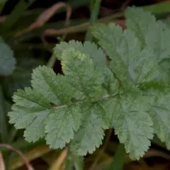 musk stork's-bill thumbnail 4
