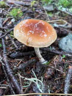 Pholiota velaglutinosa thumbnail 4