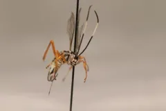 Agonocryptus discoidaloides thumbnail 2