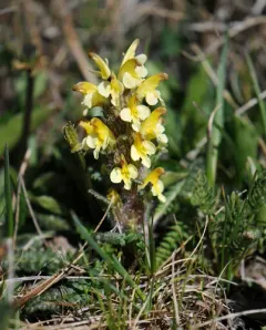Oeder's Lousewort thumbnail 3