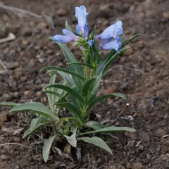 Blue beardtongue thumbnail 2