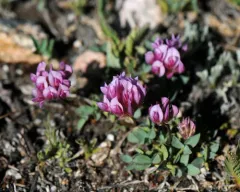 Parry Clover thumbnail 4