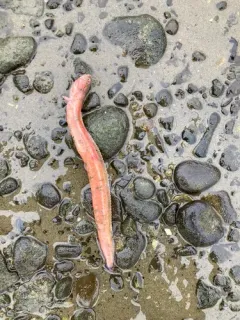 Dwarf Wrymouth thumbnail 4