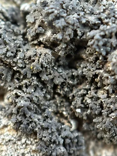 Sandy Oysters