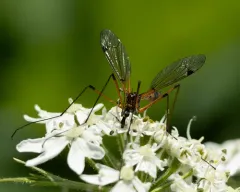 California Tipula thumbnail 4