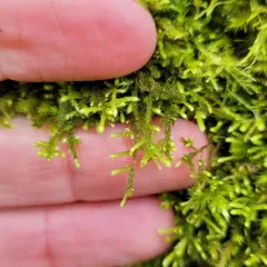 crispleaf roughmoss thumbnail 2