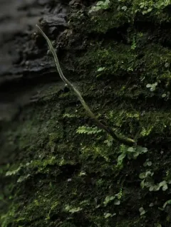 Ophiocordyceps stylophora thumbnail 3