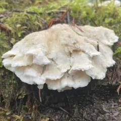 Snow-White Crust thumbnail 3