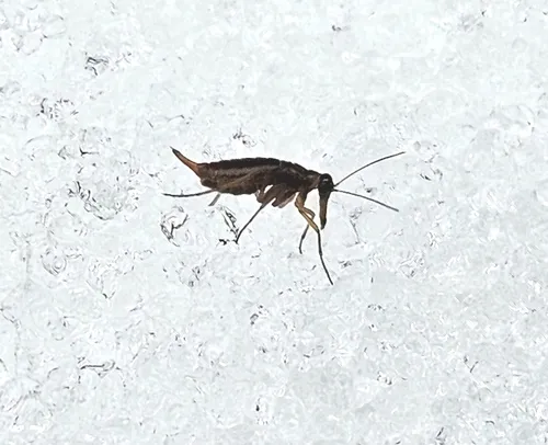 Boreus elegans