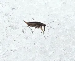 Boreus elegans thumbnail 1