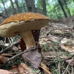 spotted bolete thumbnail 3