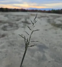 Sand Dropseed thumbnail 4