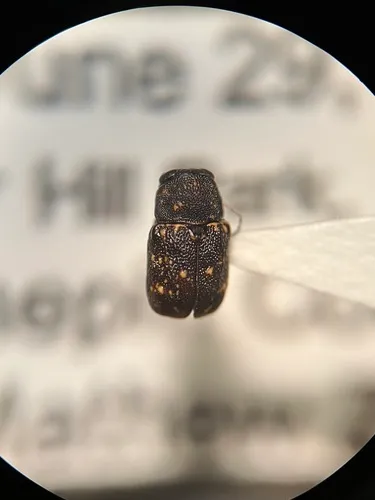 Pachybrachis atomarius