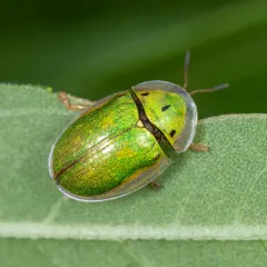 Sunflower Tortoise Beetle thumbnail 4