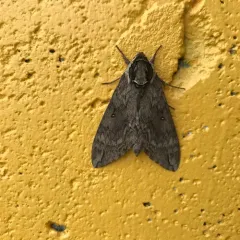 Catalpa Sphinx thumbnail 4
