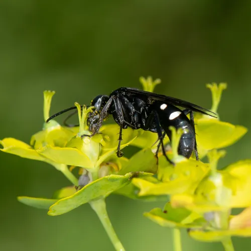 Five-spotted Spider Wasp