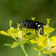 Five-spotted Spider Wasp thumbnail 1