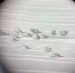 Slaty-backed Gull thumbnail 4