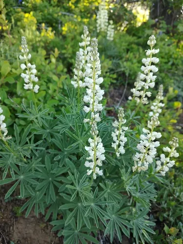 Garfield Lupine