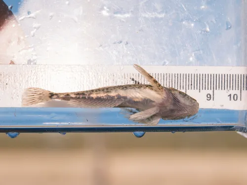 Spoonhead Sculpin
