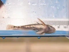 Spoonhead Sculpin thumbnail 1
