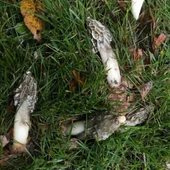 dune stinkhorn thumbnail 4