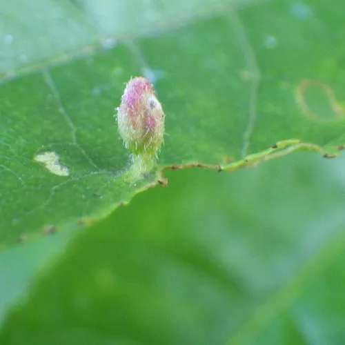Plum Finger Gall Mite