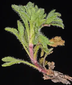 rambling fleabane thumbnail 2