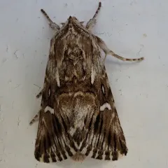 Toadflax Brocade Moth thumbnail 2