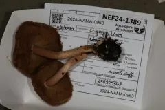 Inocybe chondroderma thumbnail 1
