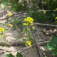 wormseed wallflower thumbnail 3